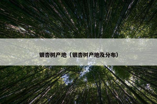 银杏树产地（银杏树产地及分布）