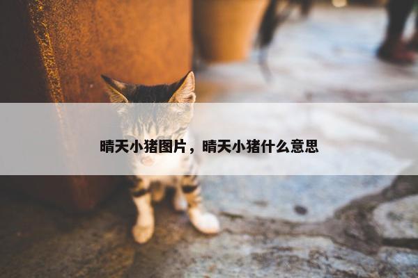 晴天小猪图片，晴天小猪什么意思