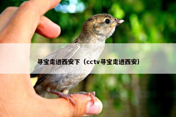 寻宝走进西安下（cctv寻宝走进西安）