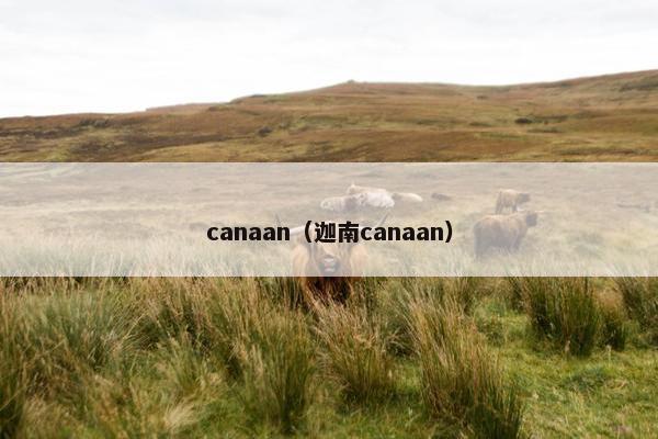 canaan（迦南canaan）